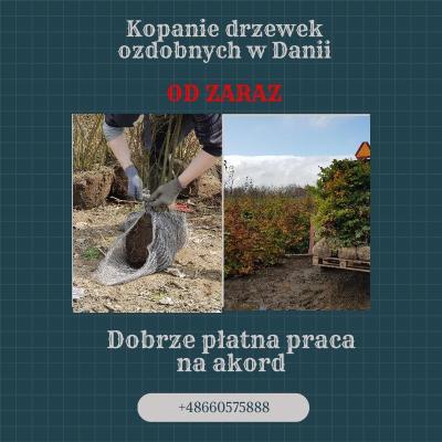 Kopanie drzewek ozdobnych