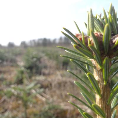 Praca na plantacjach z choinkami w Danii